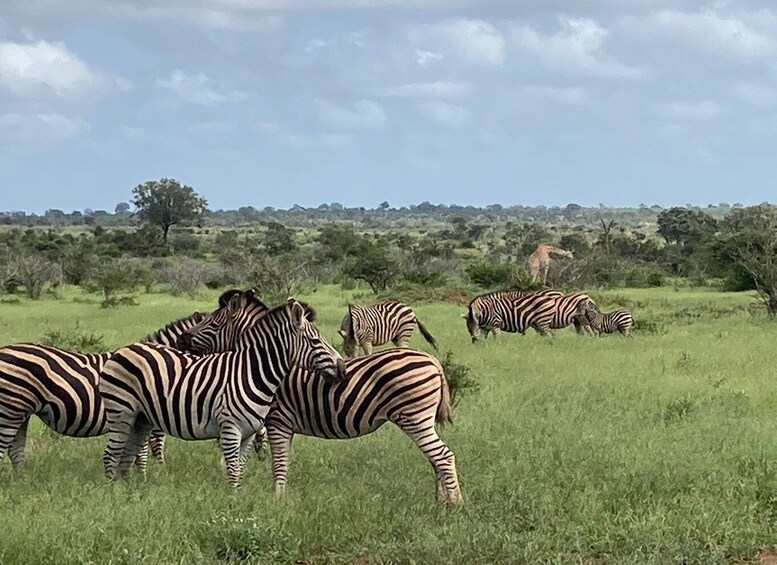 Zebras grazing in a grassy field with trees and a cloudy sky in the background. 2