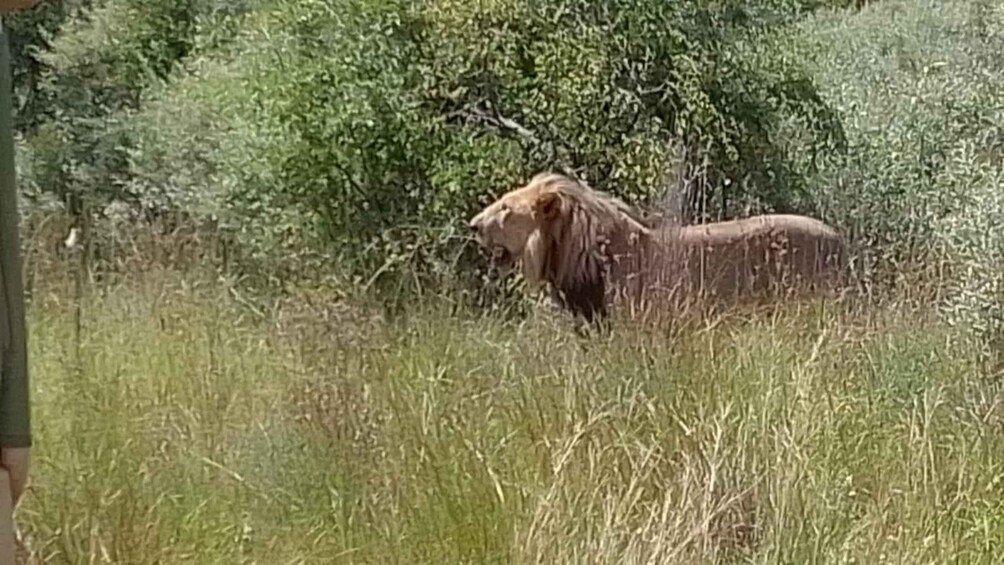 A lion in a grassy field with trees in the background. 3