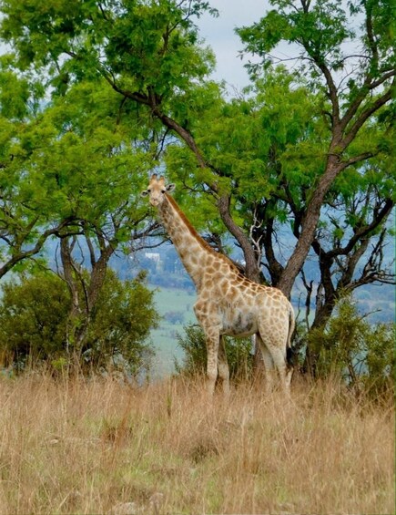 Picture 10 for Activity Johannesburg: Guided Walk with Lions in the African Bush 2