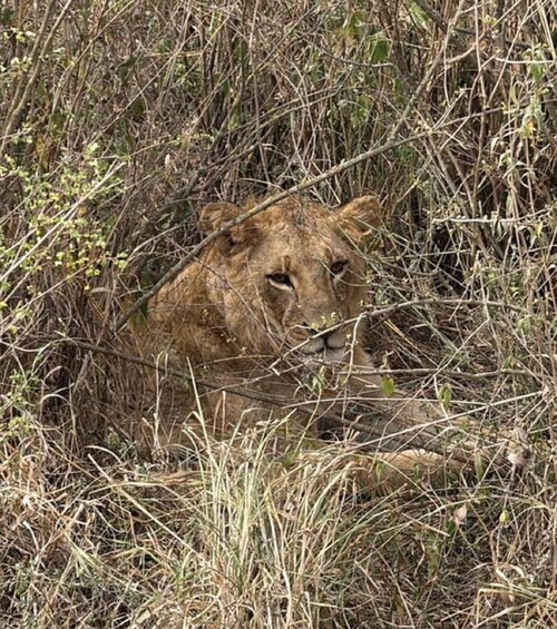 Un león descansando en hierba alta y seca. 5
