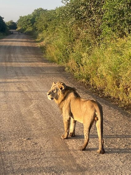 Un león parado sobre un camino de tierra, flanqueado por abundante vegetación. 4