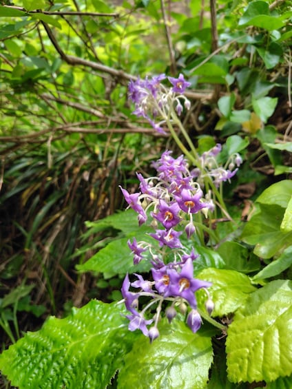 A cluster of purple flowers with yellow centers, surrounded by green foliage. 5