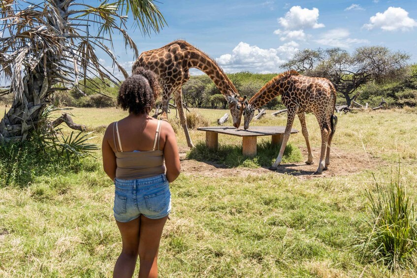 Picture 2 for Activity Mombasa: Guided Nature Walk Amongst Giraffes 4