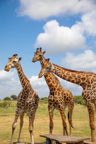 Picture 1 for Activity Mombasa: Guided Nature Walk Amongst Giraffes 3