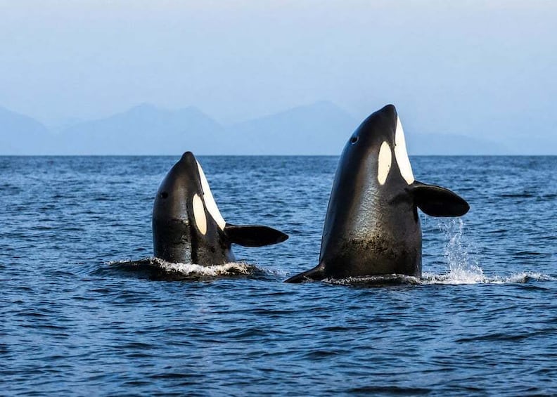 Two orcas breaching the ocean surface with mountains in the background. 3