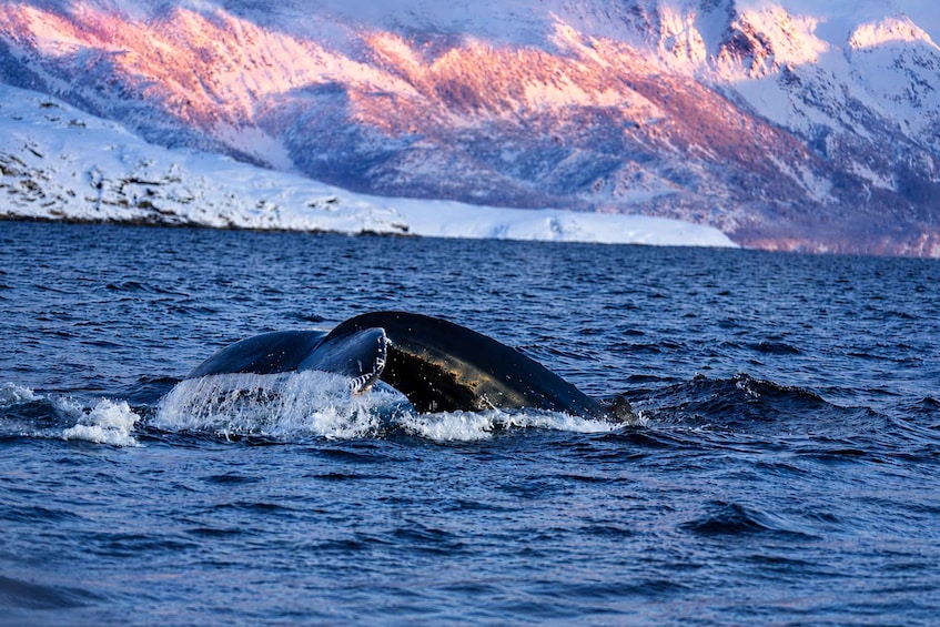 A whale breaching the ocean with snow-capped mountains in the background. 2