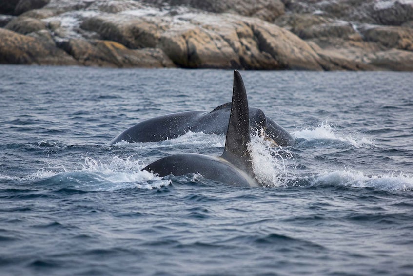 Two whales breaching the ocean surface near rocky terrain. 5