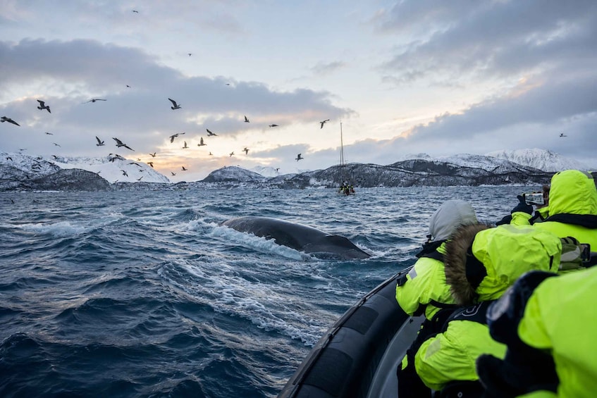 A boat with people in bright yellow jackets observing a whale in the ocean, with snowy mountains in the background. 4