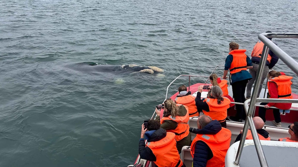 Picture 11 for Activity Plettenberg Bay: Whale-Watching Cruise 2