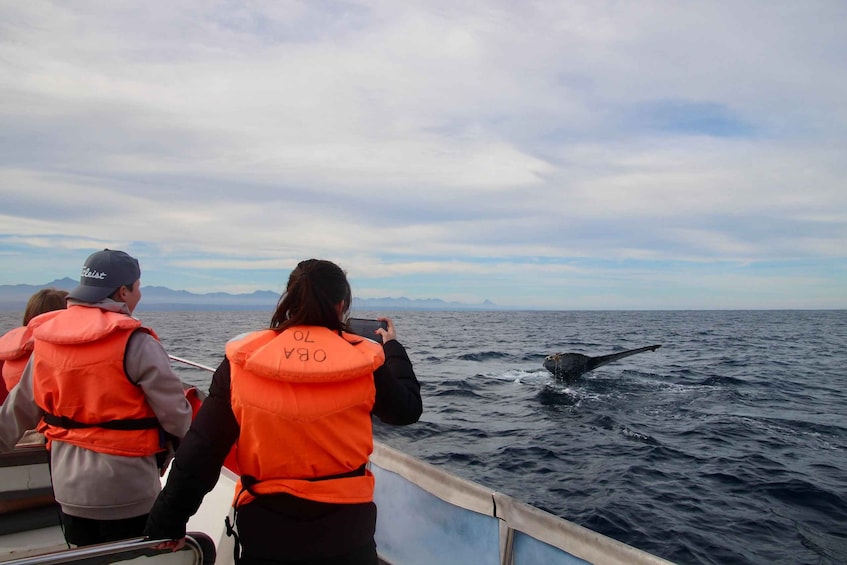 Picture 12 for Activity Plettenberg Bay: Whale-Watching Cruise 4