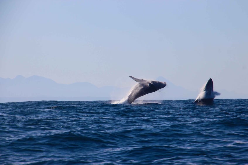 Picture 17 for Activity Plettenberg Bay: Whale-Watching Cruise 5