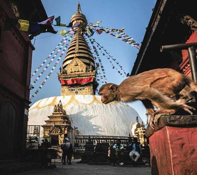 A monkey on a ledge, a large white building with a golden spire, and colorful prayer flags. 2