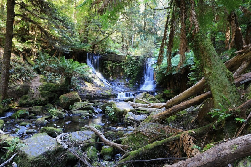 A forested area with a small waterfall and a stream. 5