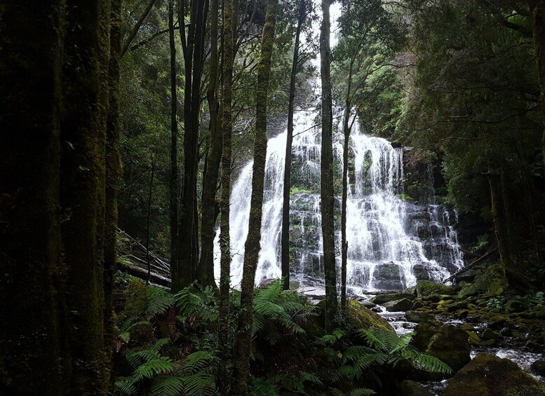 A forest with a waterfall. 3