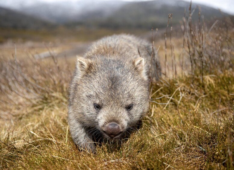 A wolverine in a grassy field with mountains in the background. 3