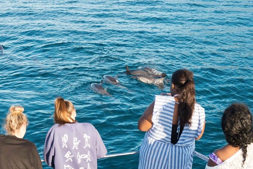 Picture 10 for Activity West O'ahu: Swim with Dolphins & Turtle Snorkel 3