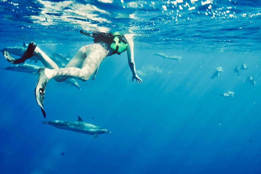 Picture 3 for Activity West O'ahu: Swim with Dolphins & Turtle Snorkel 4