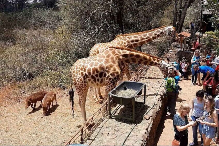 Picture 3 for Activity Kenya Cultural Tour: Giraffe Centre, Blixen & Kobe 4