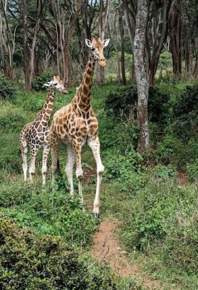 Twee giraffen in een bebost gebied met bomen en struikgewas. 5
