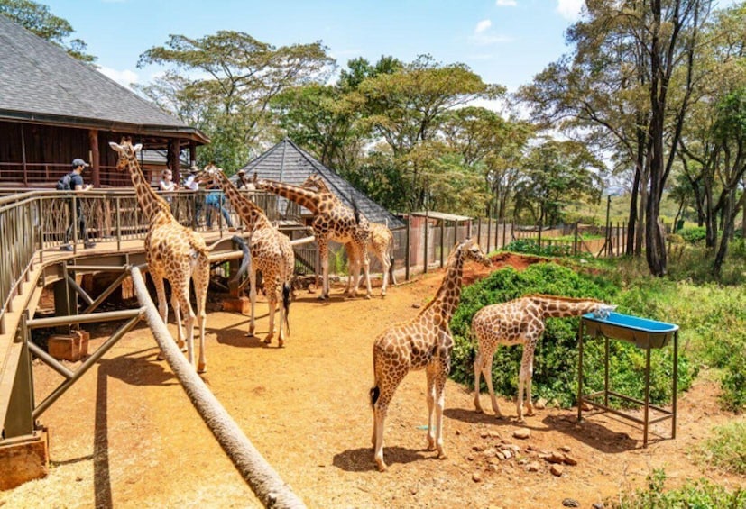 Picture 4 for Activity Kenya Cultural Tour: Giraffe Centre, Blixen & Kobe 4