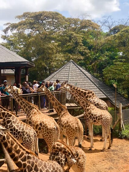 Un groupe de girafes dans un enclos délimité par une clôture, observé par des visiteurs. 2