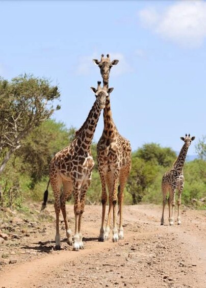 Trois girafes se trouvent sur un chemin de terre, avec une végétation clairsemée et des arbres en arrière-plan. 4