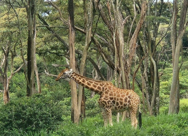 Picture 29 for Activity Kenya Cultural Tour: Giraffe Centre, Blixen & Kobe 3