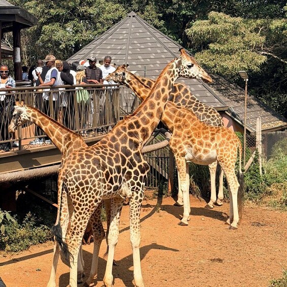 Des girafes se tiennent près d’une structure en bois, et des personnes les observent. 5