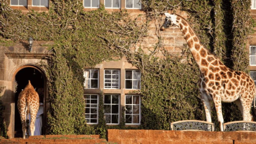 Picture 33 for Activity Kenya Cultural Tour: Giraffe Centre, Blixen & Kobe 2