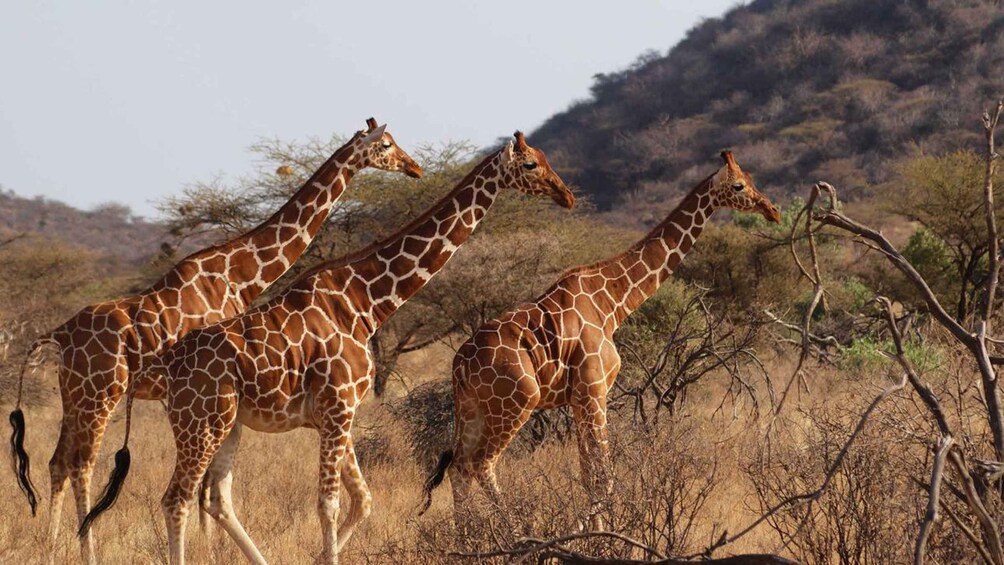 Drie giraffen lopen over een droog savanne landschap met schaarse bomen en heuvels op de achtergrond. 2