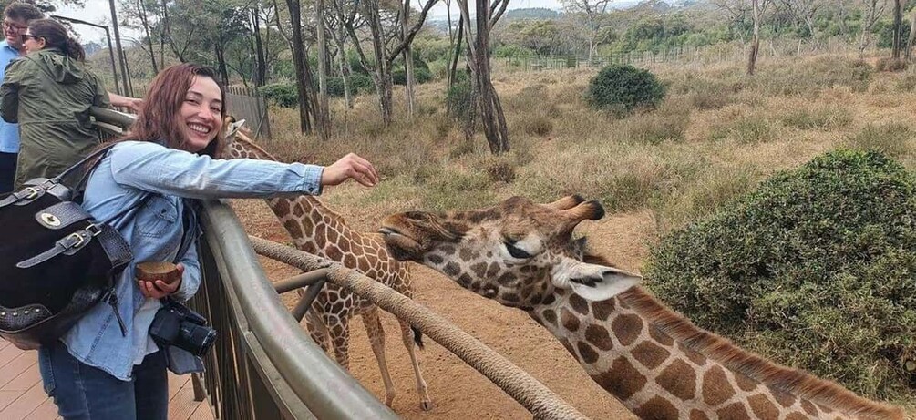 Une personne qui nourrit des girafes dans un zoo. 3
