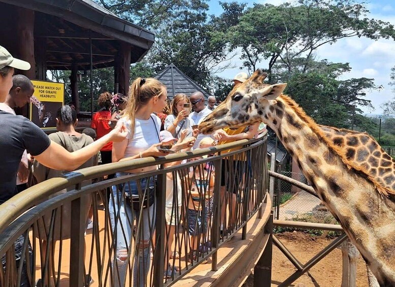 Picture 1 for Activity Kenya Cultural Tour: Giraffe Centre, Blixen & Kobe 1