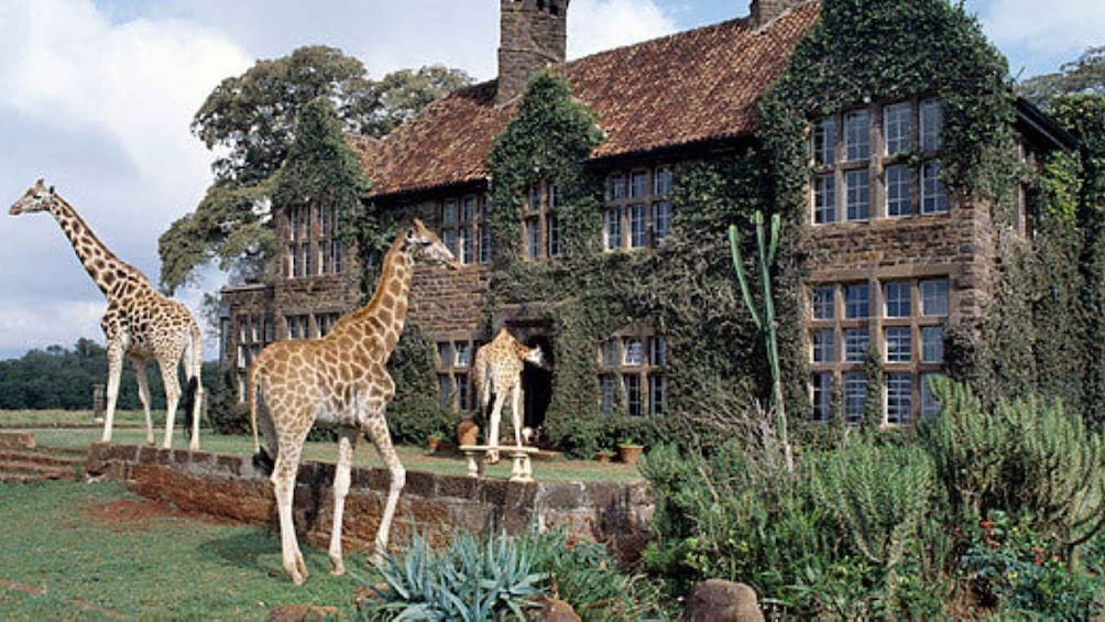 Picture 30 for Activity Kenya Cultural Tour: Giraffe Centre, Blixen & Kobe 5