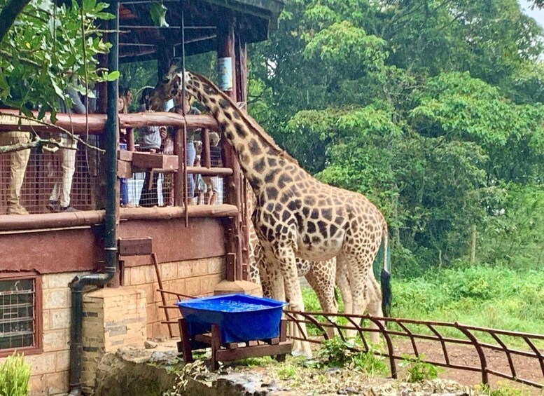 Picture 40 for Activity Kenya Cultural Tour: Giraffe Centre, Blixen & Kobe 3