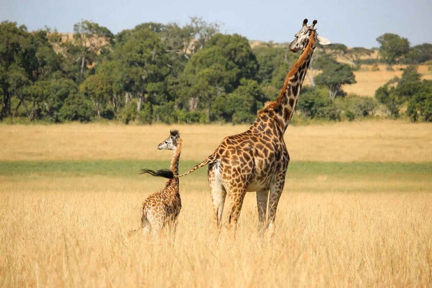Picture 49 for Activity Kenya Cultural Tour: Giraffe Centre, Blixen & Kobe 3
