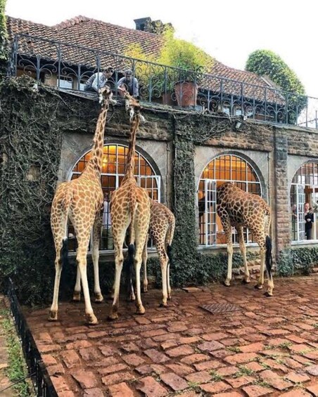 Drie giraffen staan voor een gebouw met rondboogvensters en een pannendak. 3
