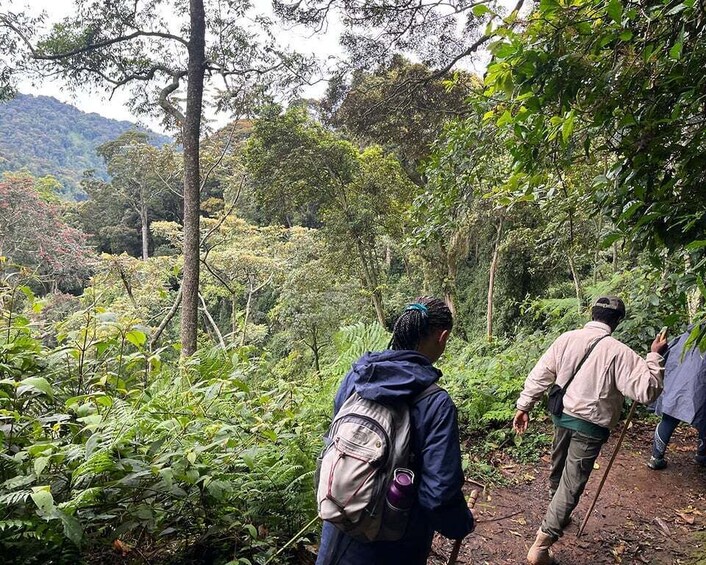Picture 12 for Activity 2 Days Canopy walkaway & Waterfall at Nyungwe rainforest 2