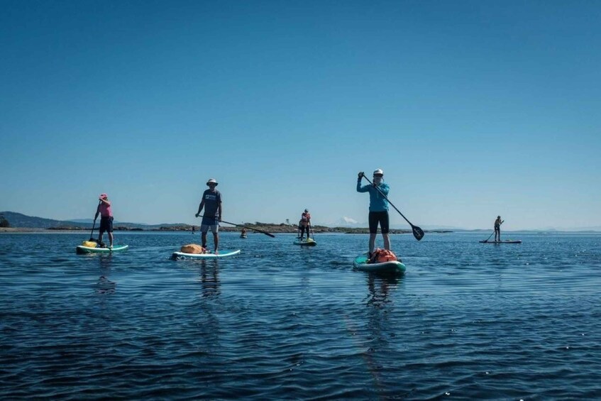 Picture 7 for Activity Victoria: Marine Wildlife Guided SUP Adventure 2