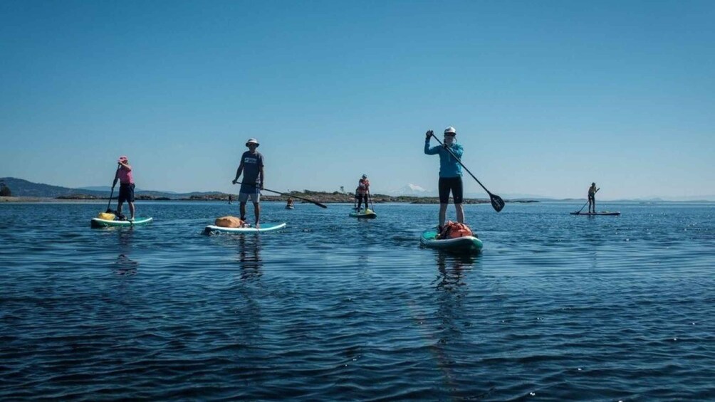 Picture 7 for Activity Victoria: Marine Wildlife Guided SUP Adventure 2