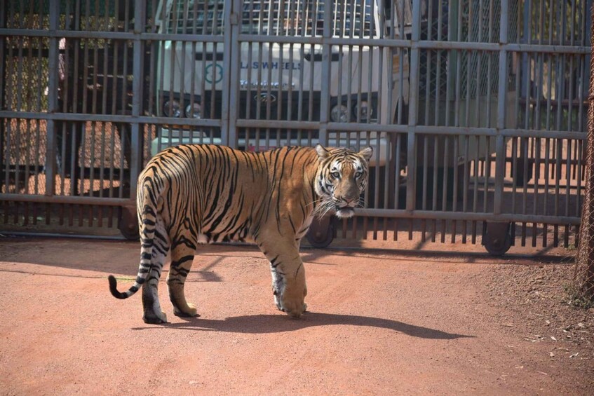 Picture 7 for Activity From Jaipur: 2 Days 1 Night Ranthambore Tiger Safari Tour 2