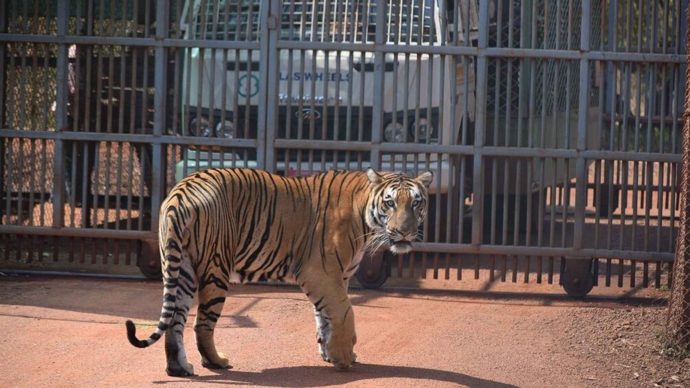 Picture 7 for Activity From Jaipur: 2 Days 1 Night Ranthambore Tiger Safari Tour 2