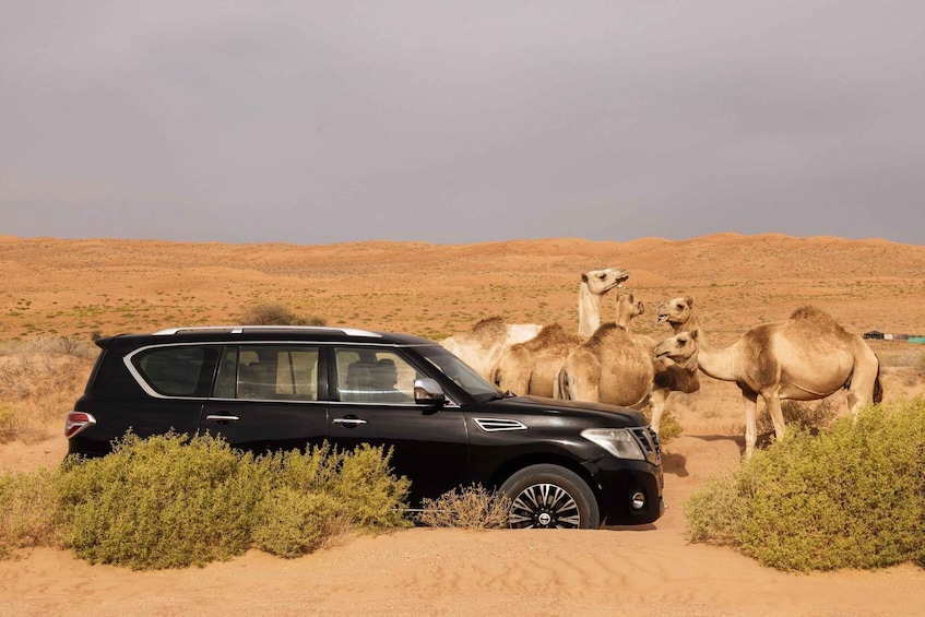 Picture 21 for Activity Muscat: Wahiba Desert and Wadi Bani Khalid Guided Group Tour