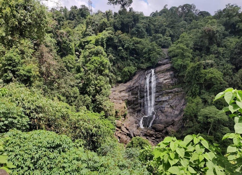 Picture 35 for Activity Kerala : Highlights of South India 7-Day Trip 3