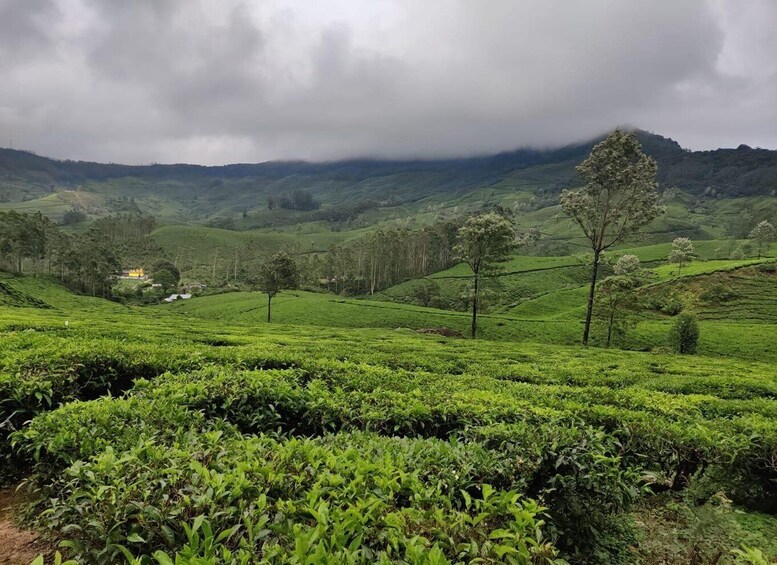 Picture 33 for Activity Kerala : Highlights of South India 7-Day Trip 4