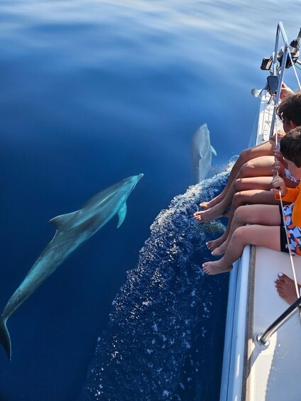People on a boat with dolphins swimming nearby. 1