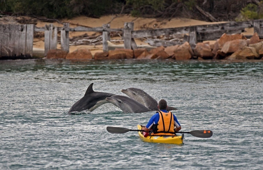 Una persona en kayak observando delfines en el agua. 2