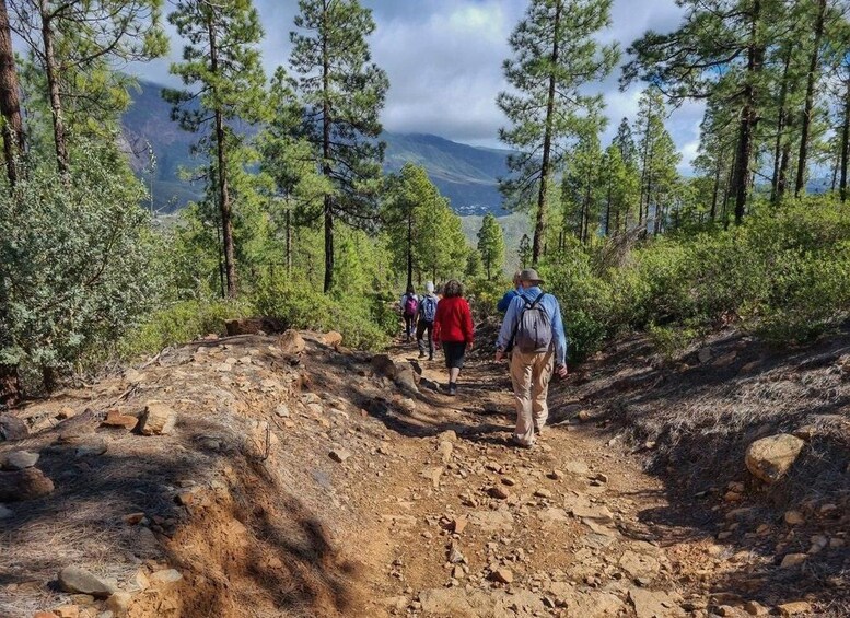Hikers on a rocky trail surrounded by pine trees and mountains in the background. 1