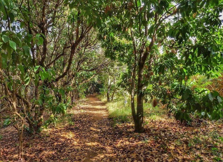 Picture 16 for Activity Gran Canaria: Full-Day Guided Hiking With Snacks 5