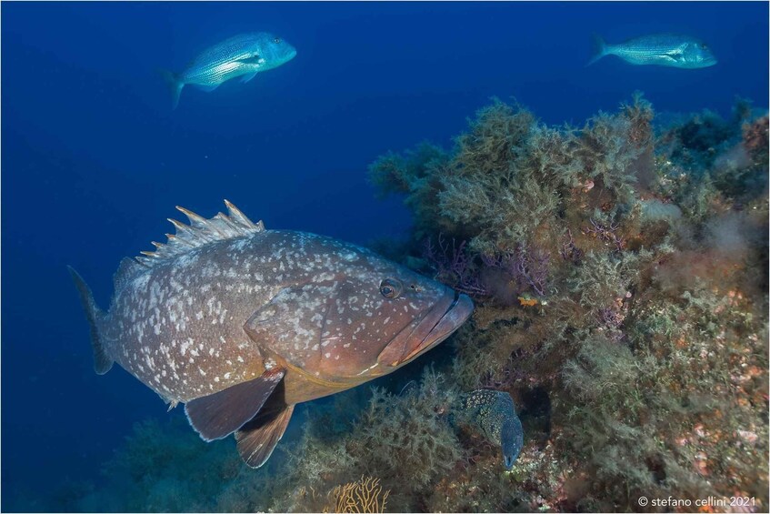A large grouper fish near a coral reef with smaller fish swimming around. 5