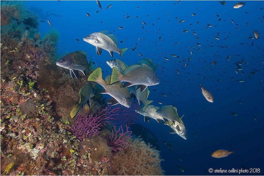 A group of fish swimming near a coral reef. 2